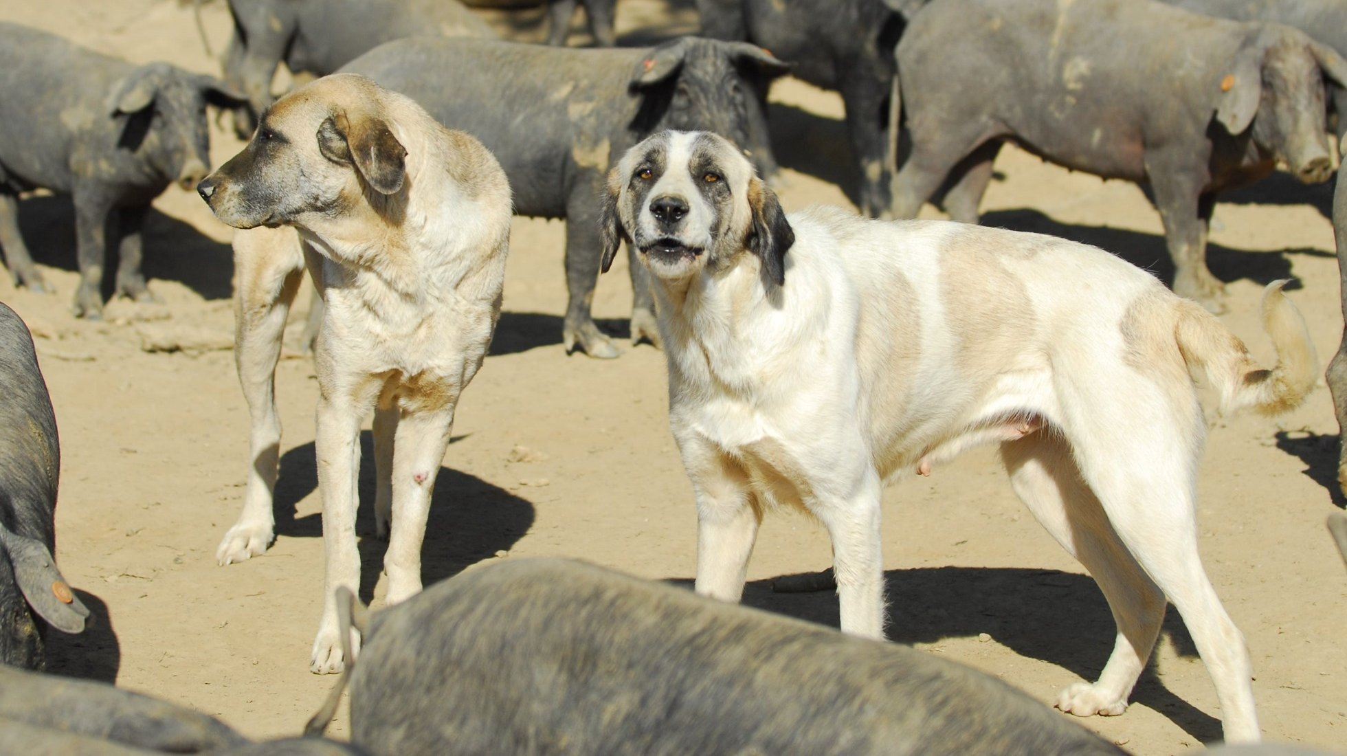 Transmontano Livestock Guardian Dog